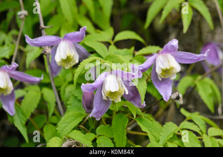 Clematis (clematis macropetala downy) Banque D'Images