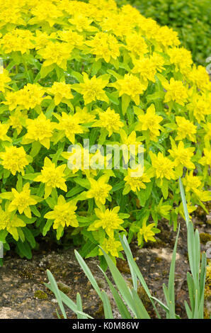 L'euphorbe ésule (Euphorbia polychroma coussin 'majeur' syn. euphorbia epithymoides 'majeur') Banque D'Images