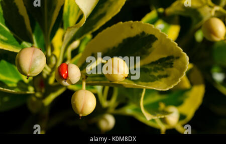 Graines d'Euonymus. Banque D'Images