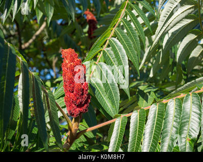 Graines de vinaigrier (Rhus typhina). Banque D'Images