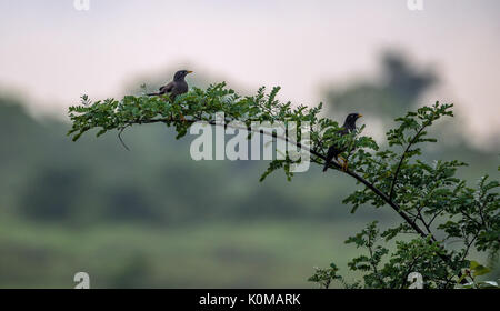 Paire de Jungle Mynas perché sur une branche d'arbre Banque D'Images