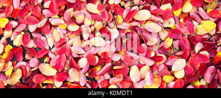 Les feuilles d'automne colorées sur le sol, l'arrière-plan arrière-plan panoramique, concept d'automne Banque D'Images
