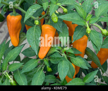 Chili Pepper 'Cheyenne' F1 hybride (sex) Capsicum annuum Banque D'Images