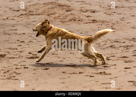 Qui sommes les chiens ! Les chiens sur la plage de l'exercice, jouer, courir, sauter et gambader sur belle journée d'été sur l'une des plus belles plages du Devon. Banque D'Images