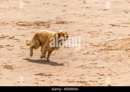 Qui sommes les chiens ! Les chiens sur la plage de l'exercice, jouer, courir, sauter et gambader sur belle journée d'été sur l'une des plus belles plages du Devon. Banque D'Images