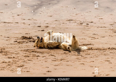 Qui sommes les chiens ! Les chiens sur la plage de l'exercice, jouer, courir, sauter et gambader sur belle journée d'été sur l'une des plus belles plages du Devon. Banque D'Images