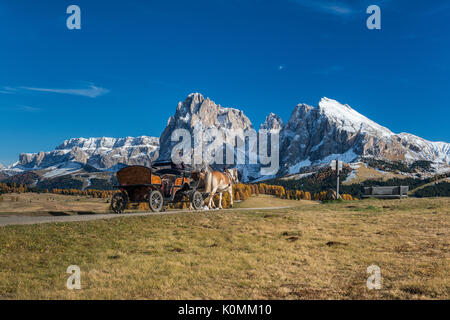 Alpe di Siusi / Seiser Alm, Dolomites, Tyrol du Sud, Italie. Cheval Haflinger et transport sur l'Alpe di Siusi / Seiser Alm Banque D'Images