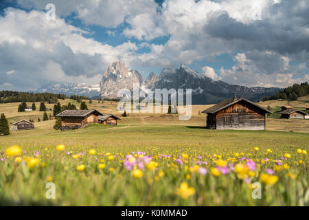 Alpe di Siusi / Seiser Alm, Dolomites, Tyrol du Sud, Italie. Le ressort de l'Alpe di Siusi aux pics de Sassolungo et Sassopiatto/Langkofel / Plattkof Banque D'Images