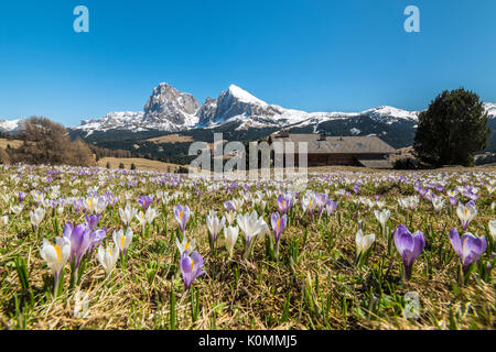 Alpe di Siusi / Seiser Alm, Dolomites, Tyrol du Sud, Italie. Crocus au printemps fleurissent sur l'Alpe di Siusi / Seiser Alm Banque D'Images