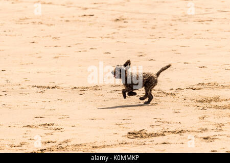 Qui sommes les chiens ! Les chiens sur la plage de l'exercice, jouer, courir, sauter et gambader sur belle journée d'été sur l'une des plus belles plages du Devon. Banque D'Images