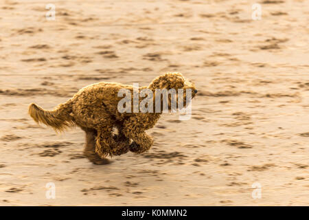 Qui sommes les chiens ! Les chiens sur la plage de l'exercice, jouer, courir, sauter et gambader sur belle journée d'été sur l'une des plus belles plages du Devon. Banque D'Images