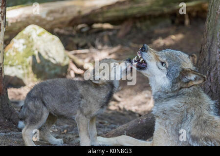 Le loup family Banque D'Images