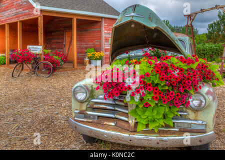 L'exposition de Patch Pioneer Parkside une vieille voiture avec des fleurs à Winkler, au Manitoba, Canada. Banque D'Images