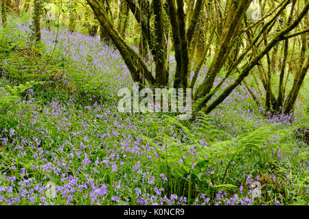 Blüten von Atlantisches Hasenglöckchen (Hyacinthoides non-scripta) im Wald, Naturreservat Golitha Falls, bei Liskeard Bodmin Moor, Cornwall, Angleterre, Banque D'Images
