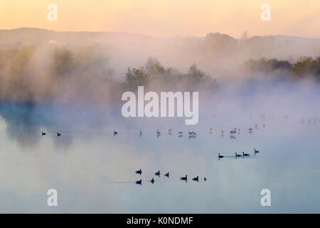 Sonnenaufgang im Nebelschwaden, Graugänse, Altmühlsee, bei Muhr am See, 3615, l'Altmühltal, Mittelfranken, Franken, Bayern, Deutschland Banque D'Images