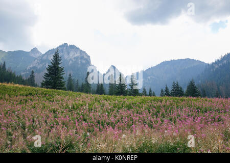 Big Tatry à la Pologne et la Slovaquie. Les animaux sauvages, belle nature, lacs et rivières. 2017 Banque D'Images