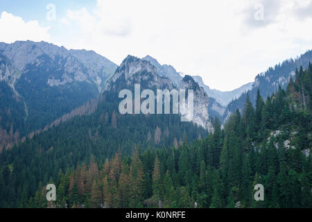 Big Tatry à la Pologne et la Slovaquie. Les animaux sauvages, belle nature, lacs et rivières. 2017 Banque D'Images