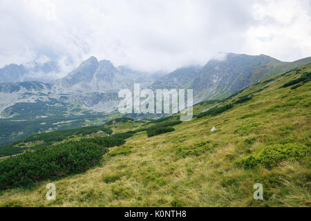Big Tatry à la Pologne et la Slovaquie. Les animaux sauvages, belle nature, lacs et rivières. 2017 Banque D'Images