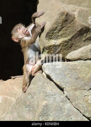 Bébé singe babouin (Dr Pavian, genre Papio) essayant de grimper sur un rocher et trouver son équilibre. Les mains de singe s'emparent de la pierre et les pieds sur le différent Banque D'Images