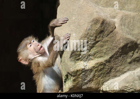 Bébé singe babouin (Dr Pavian, genre Papio) essayant de grimper sur un rocher et trouver son équilibre. Les mains de singe s'emparent de la pierre. Banque D'Images