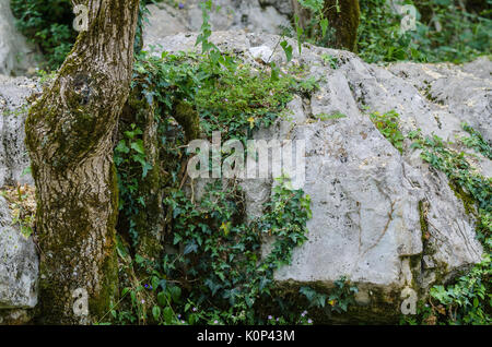 Bel arbre dans les roches. Belle closup sur la nature sauvage. Banque D'Images