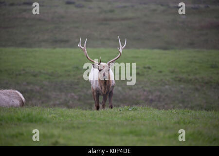 Gros plan du wapiti de Tule mâles sauvages avec grande grille de bois fait face caméra en tant qu'il erre dans les prairies au Point Reyes National Seashore Banque D'Images