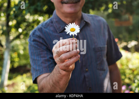 Young man holding dans la main marguerite blanche. Banque D'Images