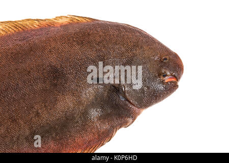 Frais unique seul poisson sur fond blanc Banque D'Images