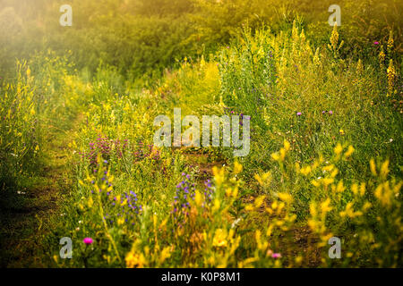 Envahi par les herbes et fleurs sauvages route à travers la prairie Banque D'Images