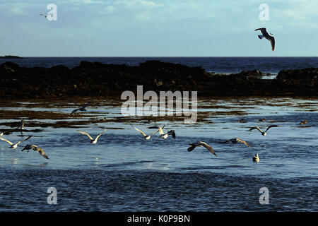 Les oiseaux de mer sur l'île d'Orkney Banque D'Images