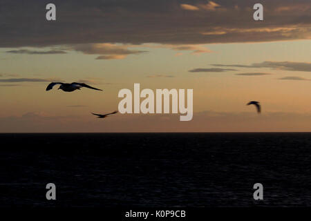 Les oiseaux de mer sur l'île d'Orkney Banque D'Images