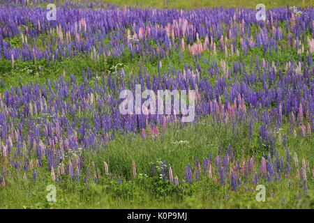 Prairie remplie de lupins (Lupinus polyphyllus colorés). Banque D'Images