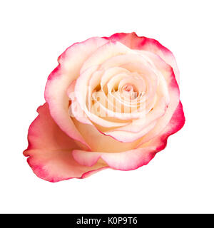 Centre rose crème et rose macro fond floral Banque D'Images