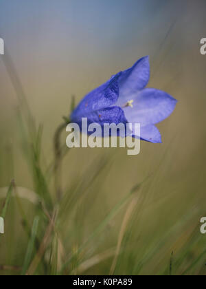 La campanule à feuilles rondes (Campanula rotundifolia) close up Banque D'Images