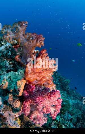 Les magnifiques couleurs de l'coraux mous à Rainbow Reef au large de l'île de Taveuni aux Iles Fidji Banque D'Images