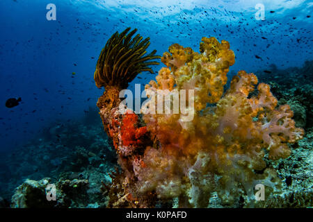 Les magnifiques couleurs de l'coraux mous à Rainbow Reef au large de l'île de Taveuni aux Iles Fidji Banque D'Images