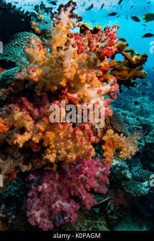 Les magnifiques couleurs de l'coraux mous à Rainbow Reef au large de l'île de Taveuni aux Iles Fidji Banque D'Images