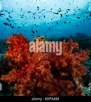 Les magnifiques couleurs de l'coraux mous à Rainbow Reef au large de l'île de Taveuni aux Iles Fidji Banque D'Images