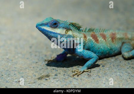 Lézard à crête bleue (Calotes mystaceus) dans les forêts tropicales, la Thaïlande Banque D'Images