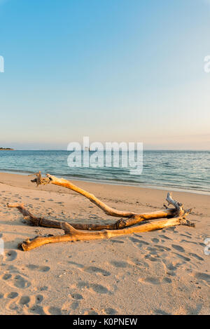 Un vieil arbre bois flotté rejetés sur la plage sur le célèbre spot de surf, Lakey, Sumbawa, l'Indonésie. Banque D'Images