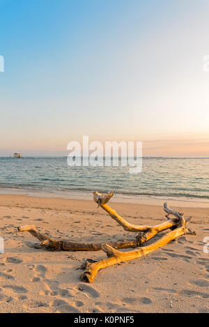 Un vieil arbre bois flotté rejetés sur la plage sur le célèbre spot de surf, Lakey, Sumbawa, l'Indonésie. Banque D'Images