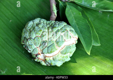 Apple est un sucre de fruit de l'arbre l'Annona squamosa. En Thaïlande, il s'appelle noi-na qui est aussi le nom commun d'une grenade à main en raison de sa un Banque D'Images