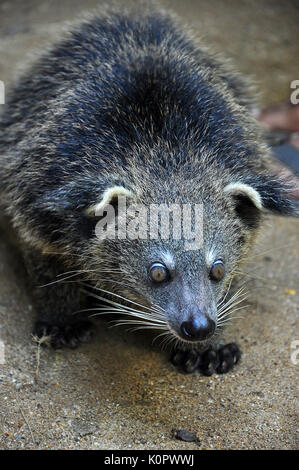 Le binturong est nocturne et dort sur les branches. Banque D'Images