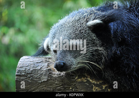 Le binturong est nocturne et dort sur les branches. Banque D'Images