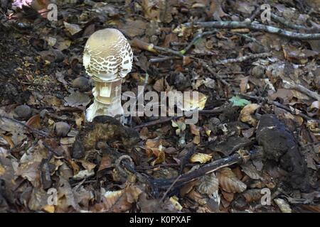 Jeunes et vieux coulemelle Macrolepiota procera, champignons, forêt, sol, Lepiota procera, Woodland Banque D'Images