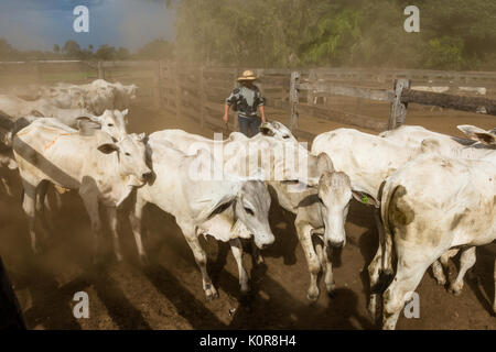 Le bétail d'être entourés d'une ferme dans le Pantanal du Brésil Banque D'Images