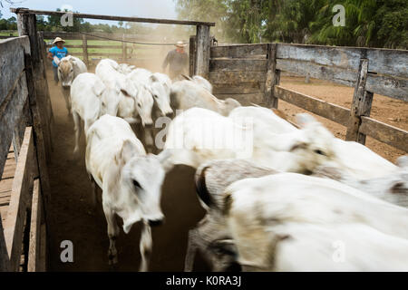 Le bétail d'être entourés d'une ferme dans le Pantanal du Brésil Banque D'Images