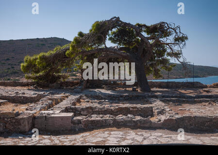 Un arbre sur l'ancienne léproserie de Spinalonga en Crète. Banque D'Images