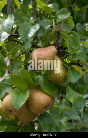 Pyrus communis 'elbardelice syn', 'Supprimer'. Elbardelice "poire" des fruits sur l'arbre en août. UK Banque D'Images