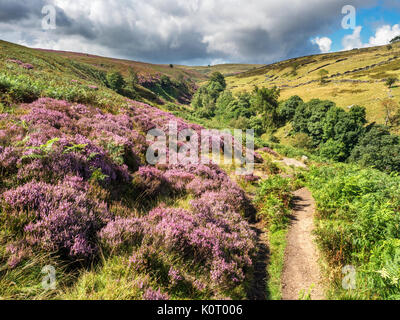 Heather en fleurs le long du chemin de Bronte en été près de Haworth West Yorkshire Angleterre Banque D'Images